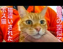 公園の女王猫、ド派手に赤っ恥の猫違い
