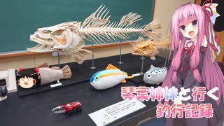 琴葉姉妹と行く釣行記録（車載編part36 46）