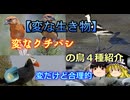 【変な生き物】変なクチバシの鳥４種紹介