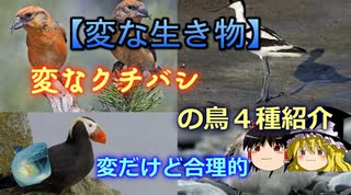 【変な生き物】変なクチバシの鳥４種紹介