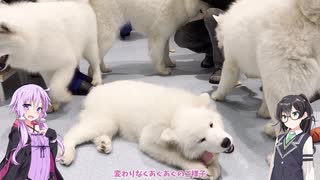 結月サモエドカフェゆかりと花隈千冬