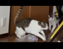 兄弟の動画