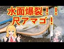 水面爆裂！癒しの小川に釣りに行ったら尺アマゴが出た！【弦巻マキ・小春六花実況】