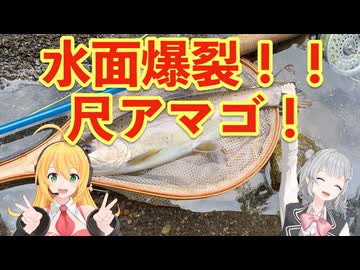 水面爆裂！癒しの小川に釣りに行ったら尺アマゴが出た！【弦巻マキ・小春六花実況】