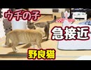 なんで急に？【野良猫】