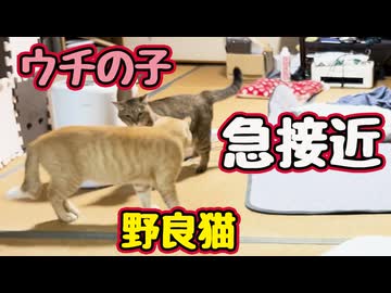なんで急に？【野良猫】