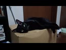 みつめてたこま