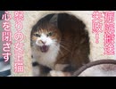 公園の女王猫、病院搬送失敗で再び心を閉ざす