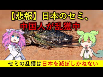 中国人によるセミ乱獲は侵略行為であるという話【ずんだもん&ゆっくり解説】