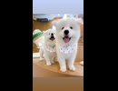 Fufusamoyed□