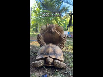 ホモと見る結合部につばを吐いて滑りをよくするカメ