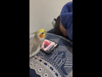 ホモと見るアラームを真似して飼い主を寝かせないオカメインコ