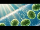 24秒で分かる！葉緑体が生まれた奇跡の瞬間