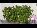 珍食材が食べたい！#224 ホウビカンジュ