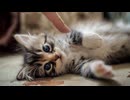集まれ！甘えんぼ赤ちゃん猫
