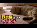 ３０分も待てったんですけどね…【野良猫】
