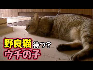 ３０分も待てったんですけどね…【野良猫】
