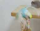バタバタするインコ このインコ飛べないんです2025年8月19日ショート動画