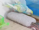 軽く木を齧るインコ2025年8月19日