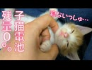 子猫電池残量0％、人の手で強制シャットダウン