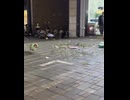 ホモと見る竜巻を起こすコーギー