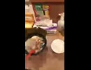 【武松SP】兄貴海苔５枚が３枚にブチ切れる#迷惑系youtuber #迷惑条例法違反 #ms #ms13 #久永小太郎 #配信 #配信者 #配信中 #ライブ