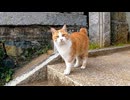 【帰れまテン】神社から帰ろうとしたら野良猫に出口を封鎖された件ｗｗｗ