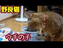 順番待ち？【野良猫】