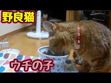 順番待ち？【野良猫】