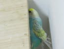 間で遊ぶインコ 相変わらず木を齧ったりしてます□ 2025年8月20日