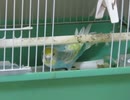 ジュウシマツが好きなインコ①2025年8月20日