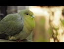 【ノーナレ動物動画】アオバトの眠そうなあくび。　A sleepy yawn from a Japanese Green Pigeon 【到津の森公園】