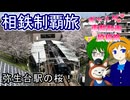 【弥生台駅の桜！】相模鉄道制覇旅【歩とみおの旅日記】
