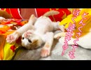 鈍くさ保護子猫、確実に運命を掴み取る
