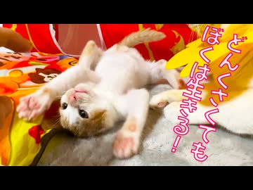 鈍くさ保護子猫、確実に運命を掴み取る