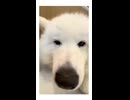 もふもふ天国
