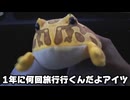 ホモとみるめるろう3青海