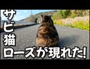 サビ猫ローズが現れた！