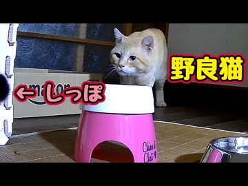 変なトコから しっぽが…【野良猫】