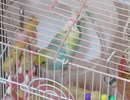 少しくるくるインコ→キンカチョウを追いかける→卵を温めるジュウシマツも映る2025年8月21日