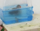 キンカチョウの水浴び→じゃれ合いたいインコ2025年8月21日