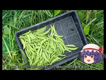 ゆっくり農民266スナップエンドウを育ててみませんか？#3