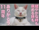 珍妙ウチューネコ、苦楽を共に生きて11周年