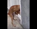 ホモと見る柵越しに愛し合おうとする犬