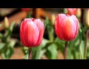 Pink tulips swaying in the wind.越智夏音