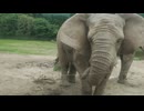 Photographing an elephant on safari. 村島弘之
