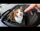 自転車カゴで爆睡してた三毛猫をナデたらまさかの展開ｗｗｗ