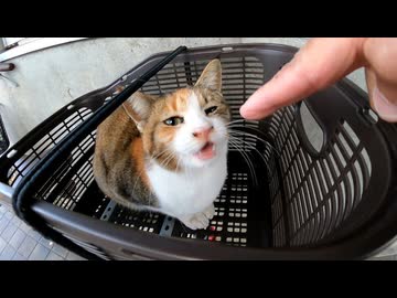 自転車カゴで爆睡してた三毛猫をナデたらまさかの展開ｗｗｗ