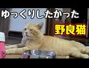 てっきり ちゅ〜る かと…【野良猫】