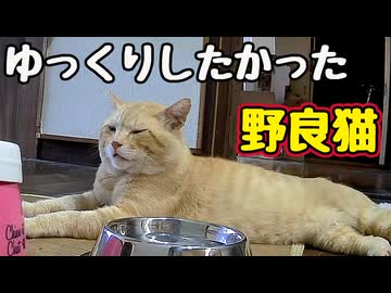 てっきり ちゅ〜る かと…【野良猫】
